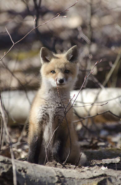 Image de renard, renard roux