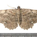 Image of Tissue Moth