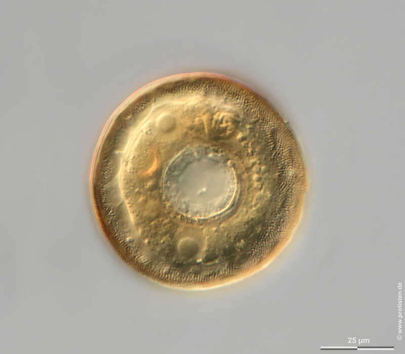 Image of Arcella discoides