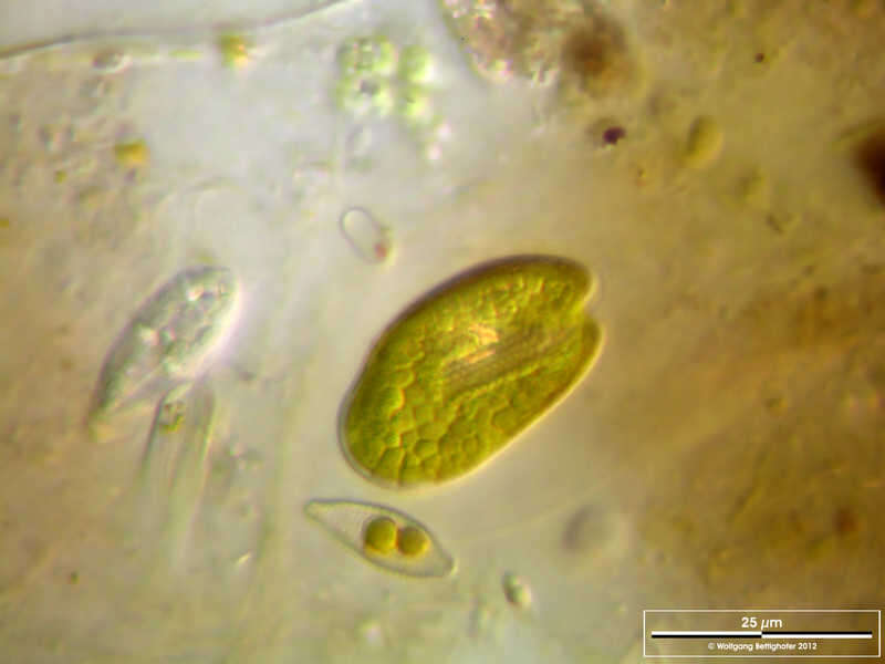 Sivun Cryptomonas ovata kuva