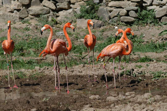 Imagem de Phoenicopterus ruber Linnaeus 1758