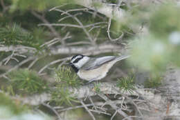 Image of Parus gambeli