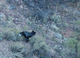 Image of fox, red fox