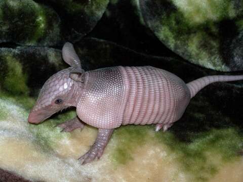 Image of Nine-banded or Greater Long-nosed Armadillo