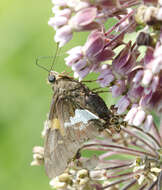 Imagem de Epargyreus clarus Cramer 1775