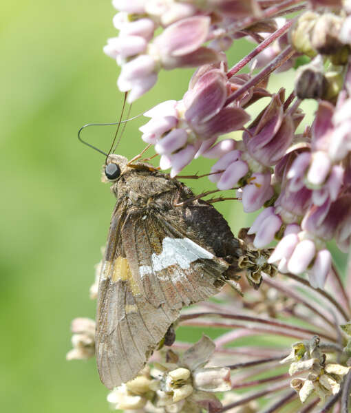 Image of Silver-spotted Skipper