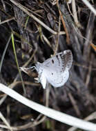 Image of Bluish Spring Moth