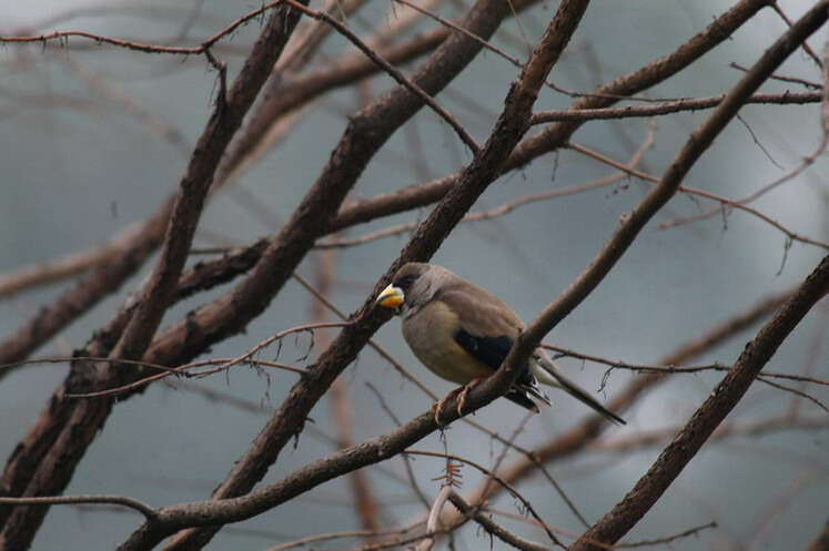 Image of Eophona Gould 1851