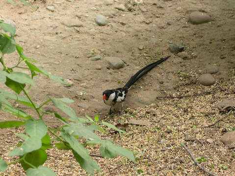 Image of Pin-tailed Whydah