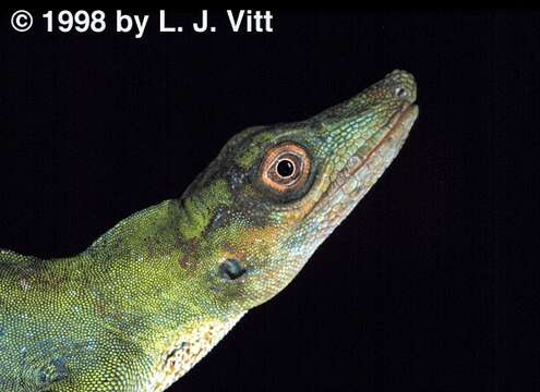 Image de Anolis punctatus Daudin 1802