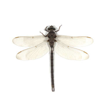 Image of Fawn Darner