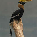 Image of Great Indian Hornbill