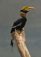 Image of Great Indian Hornbill