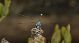 Image of Amber-winged Spreadwing