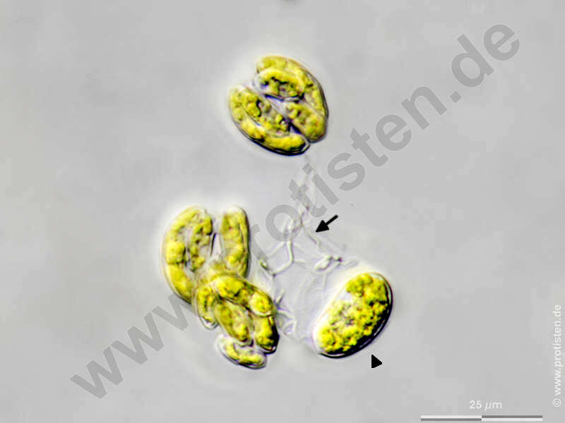 Image of Rayssiella hemisphaerica Edelstein & Prescott 1964