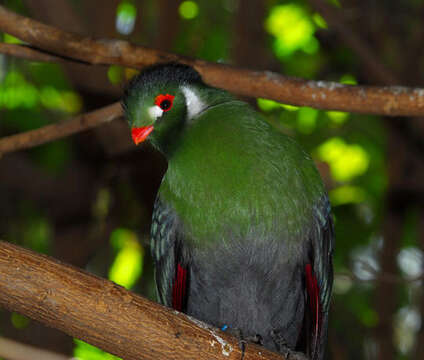 Image of White-cheeked Turaco