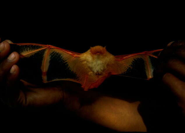 Image of Painted Bat