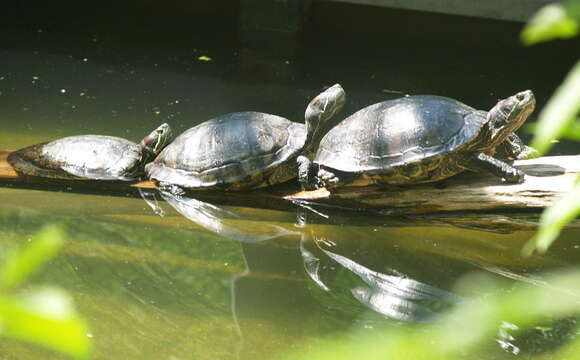 Image of Trachemys Agassiz 1857