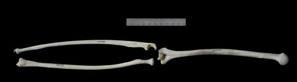 Image of gibbons