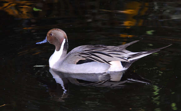 Image de Canard pilet