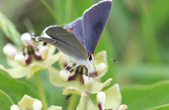 Image of Gray Hairstreak