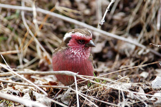 Image of Himalayan White-browed Rosefinch