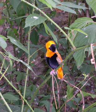 Image of Northern Red Bishop