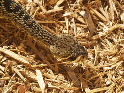 Image of Eastern Diamond-backed Rattlesnake