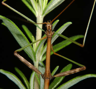 Image of Walkingsticks