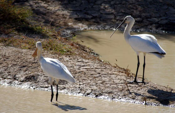 Image of spoonbill, eurasian spoonbill