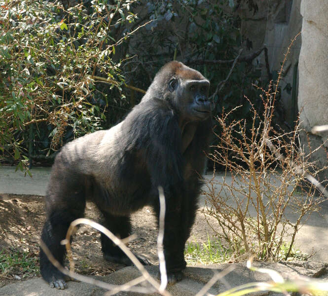 Image of Lowland Gorilla