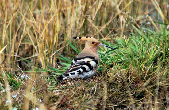 صورة Upupa Linnaeus 1758