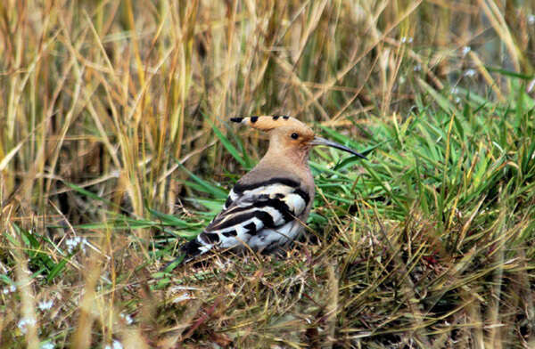 Image of hoopoes