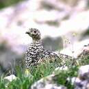 Image of White-tailed Ptarmigan