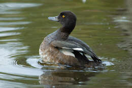 Image of Tufted Duck