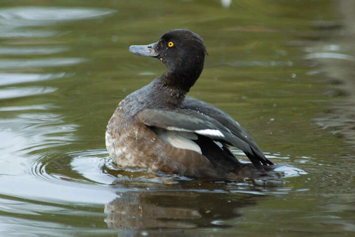 Image de Fuligule morillon