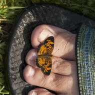 Image of Phyciodes tharos