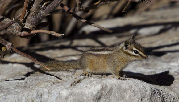 Image of Least Chipmunk