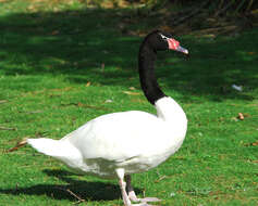 Image de Cygne à cou noir