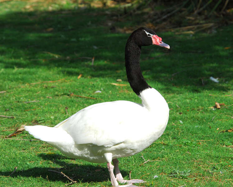 Image of Black-necked Swan