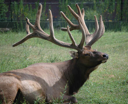 Image of Red Deer