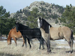 Image of Equus subgen. Equus Linnaeus 1758