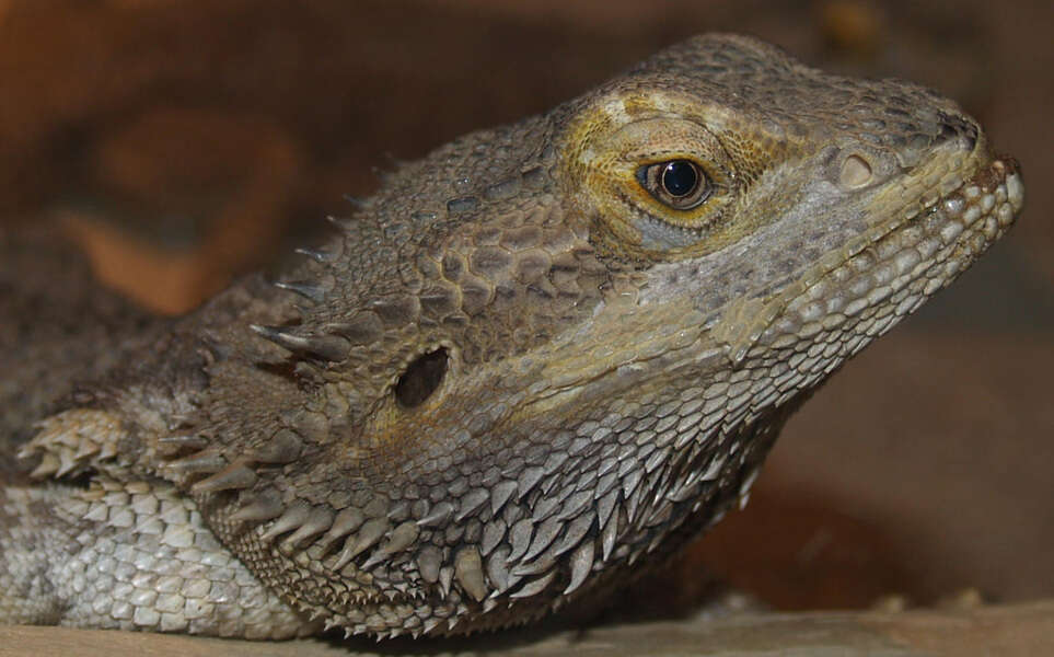 Image of Bearded Dragons