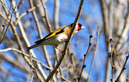 Imagem de Carduelis Brisson 1760