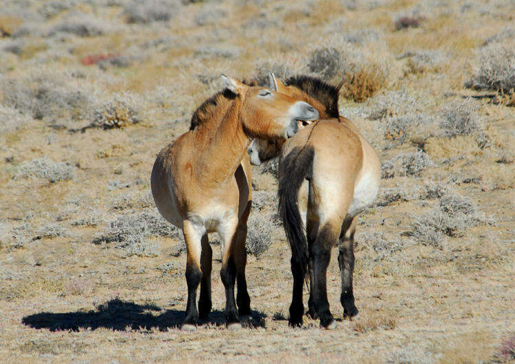 Image of Asian Wild Horse