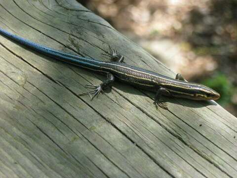 Plestiodon inexpectatus (Taylor 1932) resmi