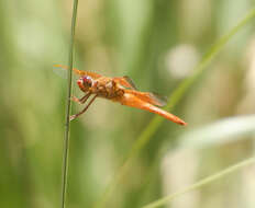 Image of Flame Skimmer