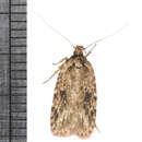 Image of Agonopterix pulvipennella Clemens 1864