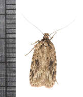 Image de Agonopterix pulvipennella Clemens 1864