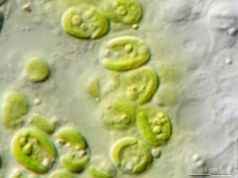 Image of Chlorella M. Beijerinck 1890